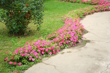 Parktaki çiçek tarhı