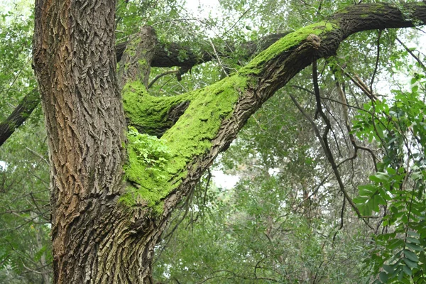 Moss Árboles Antiguos — Foto de Stock