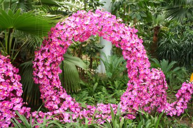 yakın çekim pembe orkide