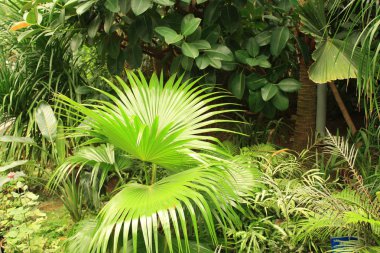 Yakın çekim tropikal bitki