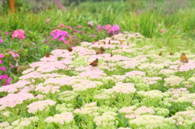 Kelebek çiçek açan çiçekler düşer
