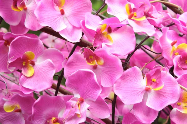 Nahaufnahme Rosa Orchidee — Stockfoto