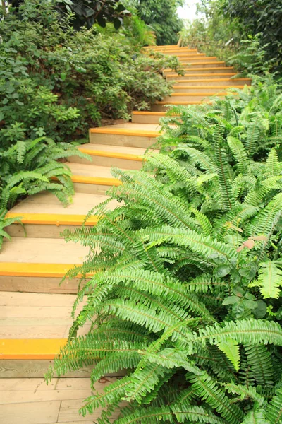 Parktaki Tahta Merdivenler — Stok fotoğraf