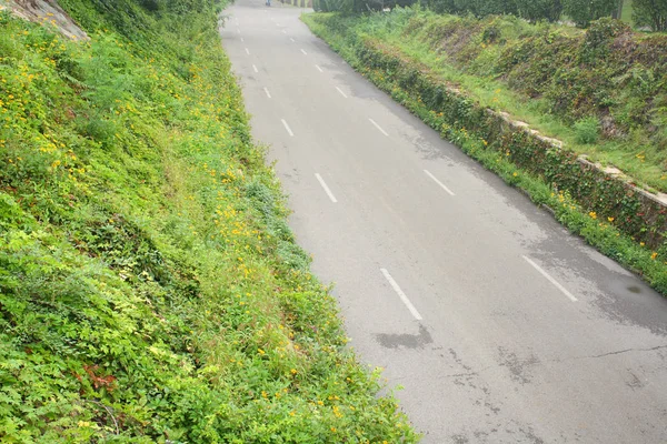 Asphalt Road Forest — Stock Photo, Image