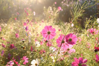 Pembe cosmos çiçek sabah