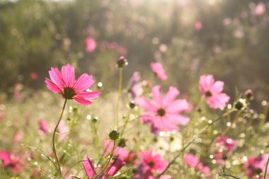 Pembe cosmos çiçek sabah