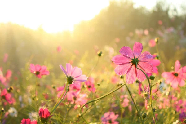 Pembe cosmos çiçek sabah
