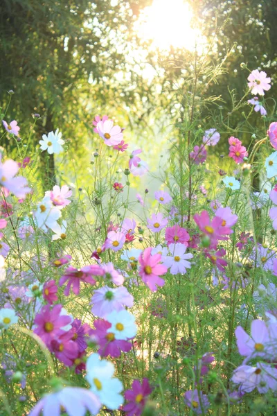 Pink Cosmos Flower Morning — Stock Photo, Image