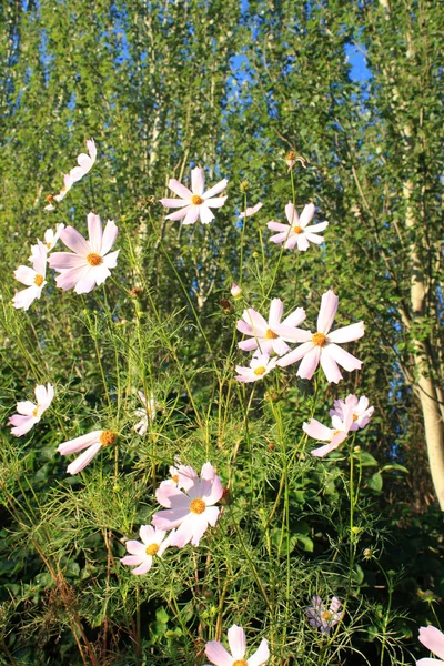 Cosmos Rosa Flor Manhã — Fotografia de Stock