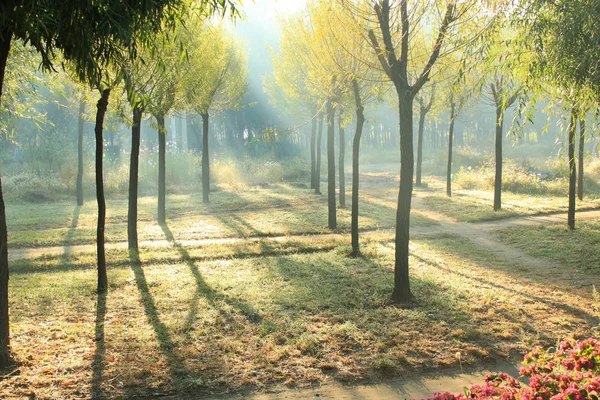 Ochtendzon Valt Een Forest — Stockfoto