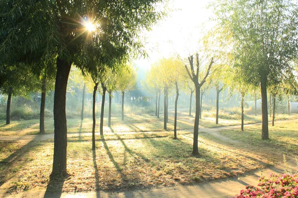 Morning sunlight falls on an forest