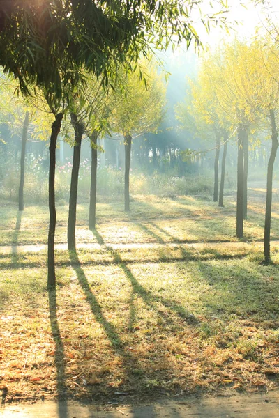 Ранкове Сонячне Світло Падає Ліс — стокове фото