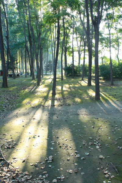 Luce Del Sole Del Mattino Cade Una Foresta — Foto Stock