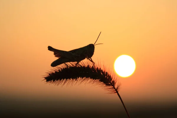Silhouette Von Blattläusen Fuchsschwanz — Stockfoto