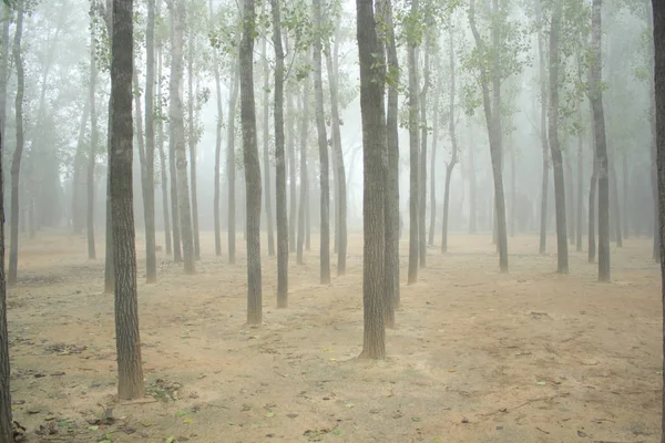 Лес Тумане — стоковое фото