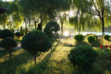 Sabah güneş ışığı bir orman üzerinde düşüyor