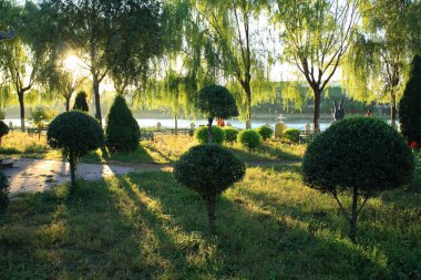 Sabah güneş ışığı bir orman üzerinde düşüyor