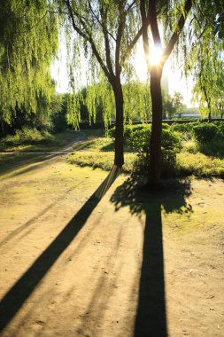 Sabah güneş ışığı bir orman üzerinde düşüyor