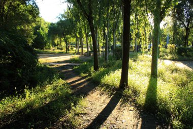 Sabah güneş ışığı bir orman üzerinde düşüyor