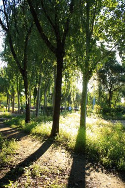 Sabah güneş ışığı bir orman üzerinde düşüyor