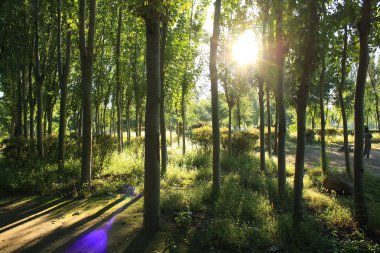 Sabah güneş ışığı bir orman üzerinde düşüyor