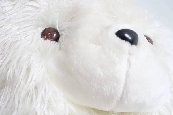 Closeup White Teddy Bear — Stock Photo, Image