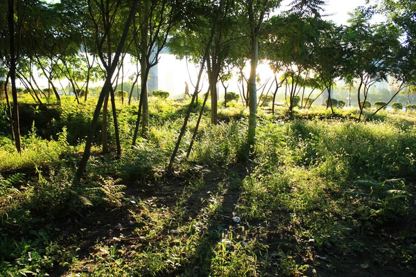 Ochtendzon Valt Een Forest — Stockfoto