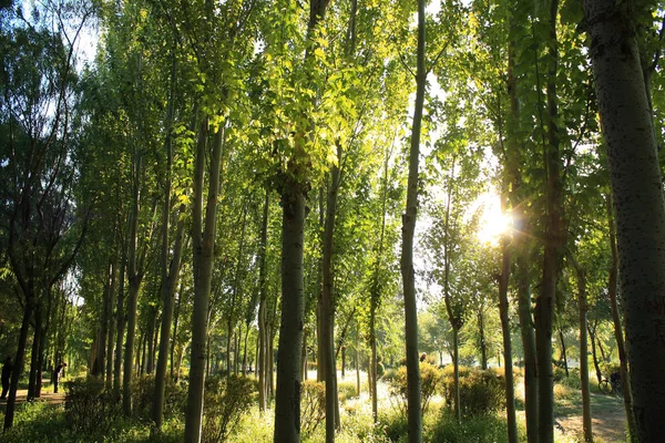 Luz Solar Manhã Cai Uma Floresta — Fotografia de Stock