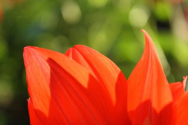 Yakın çekim kırmızı çiçek