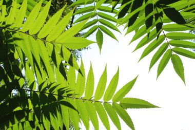 yeşil yaprakları kapatmak