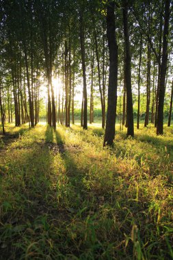 Sabah güneş ışığı bir orman üzerinde düşüyor