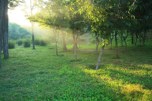 Ochtendzon Valt Een Forest — Stockfoto