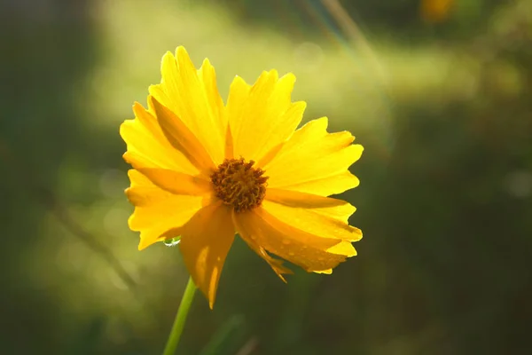 Close Yellow Daisy — Stock Photo, Image