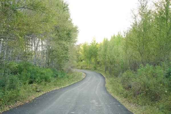 Strada Montagna Nel Bosco — Foto Stock