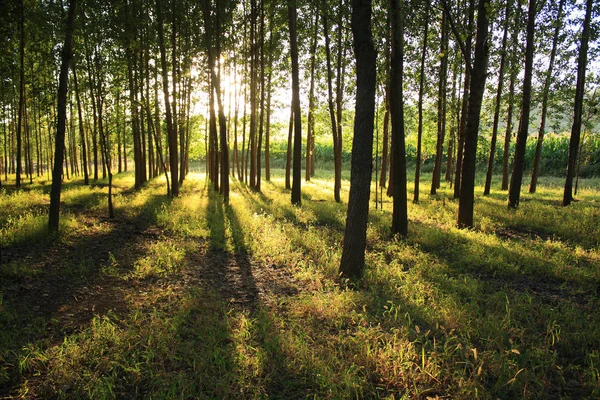 Ochtendzon Valt Een Forest — Stockfoto