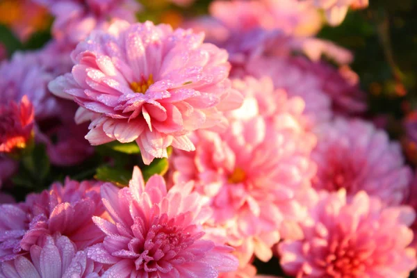 Aus Nächster Nähe Blühende Chrysanthemen — Stockfoto