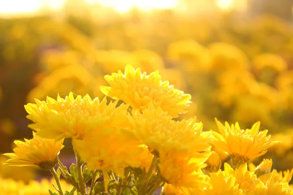 Aus Nächster Nähe Blühende Chrysanthemen — Stockfoto