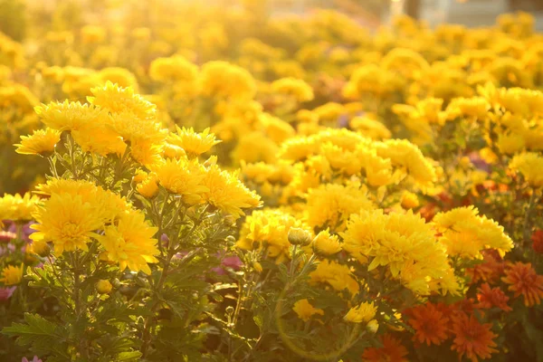 Aus Nächster Nähe Blühende Chrysanthemen — Stockfoto
