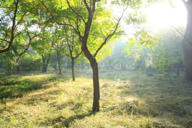 Ormanda sabah güneş parlıyor