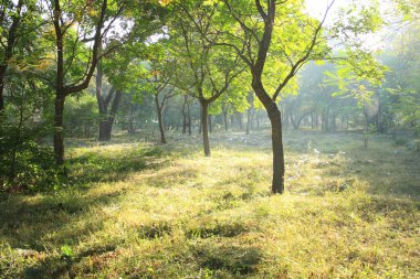 Ormanda sabah güneş parlıyor