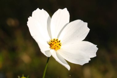 tatlı beyaz cosmos çiçek