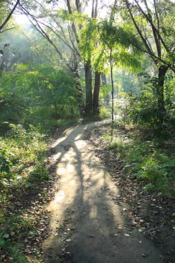 Ormanda sabah güneş parlıyor