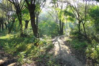 Ormanda sabah güneş parlıyor