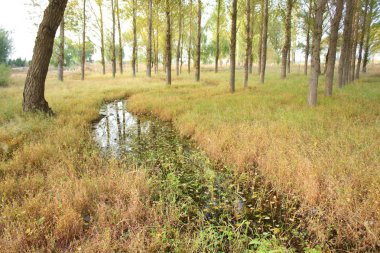 Sonbahar parkta Creek