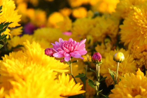 Aus Nächster Nähe Blühende Chrysanthemen — Stockfoto