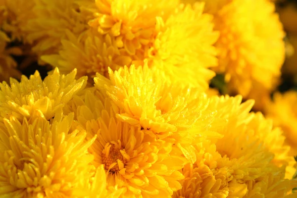 Close Blooming Chrysanthemum — Stock Photo, Image