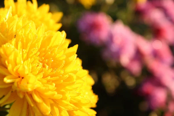 Aus Nächster Nähe Blühende Chrysanthemen — Stockfoto