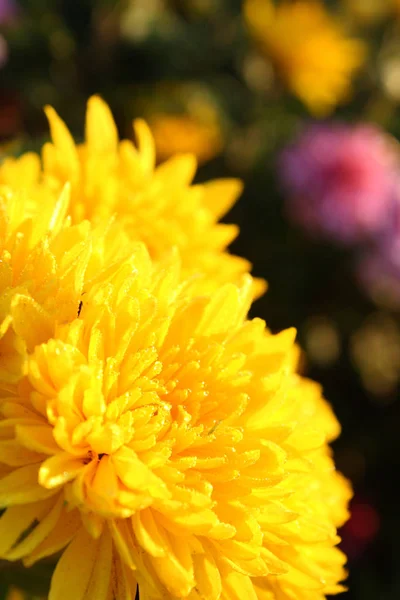 Aus Nächster Nähe Blühende Chrysanthemen — Stockfoto