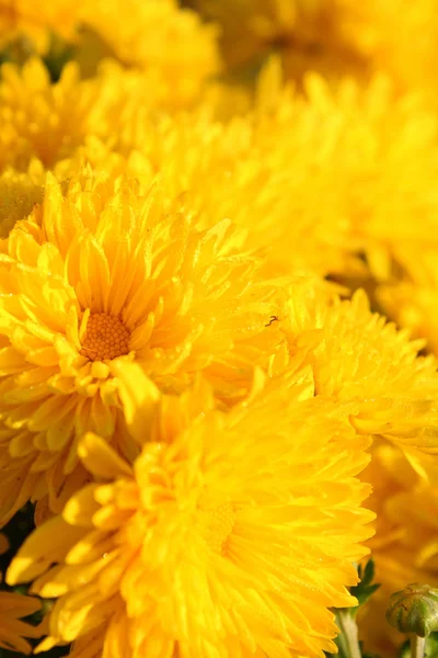 Aus Nächster Nähe Blühende Chrysanthemen — Stockfoto