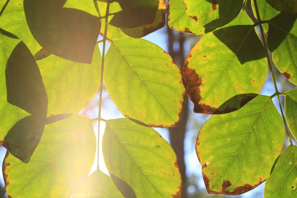 Sun Shines Leaves — Stock Photo, Image